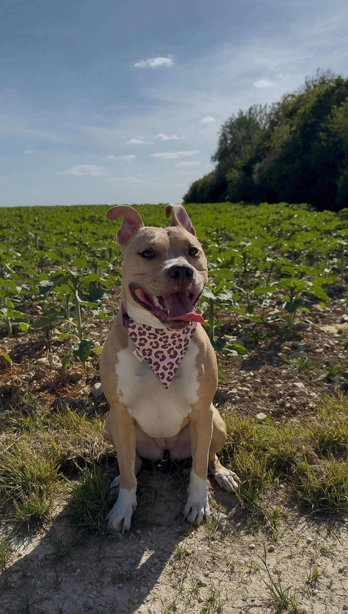 Bandanas pour chien