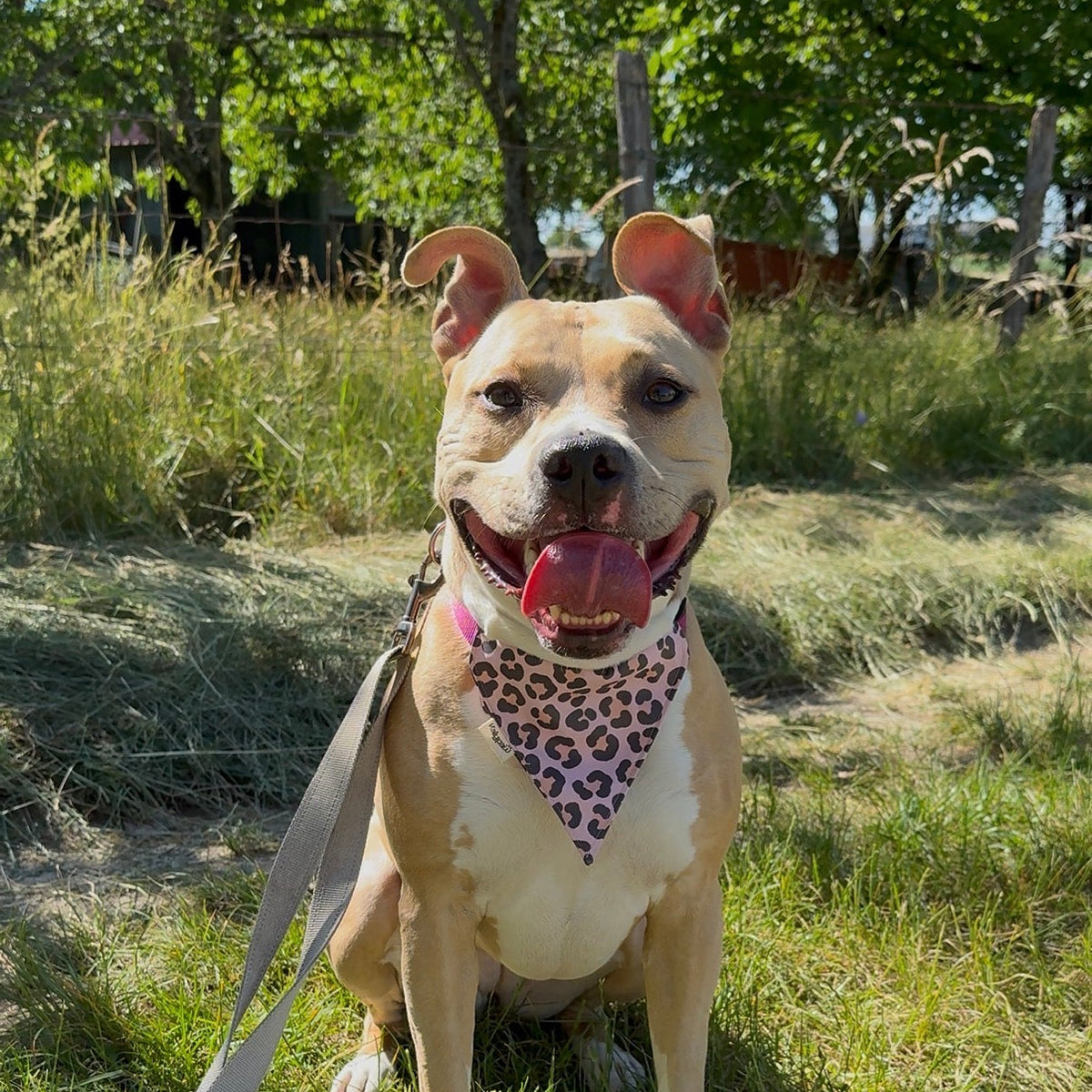 Bandana Léopard Rose